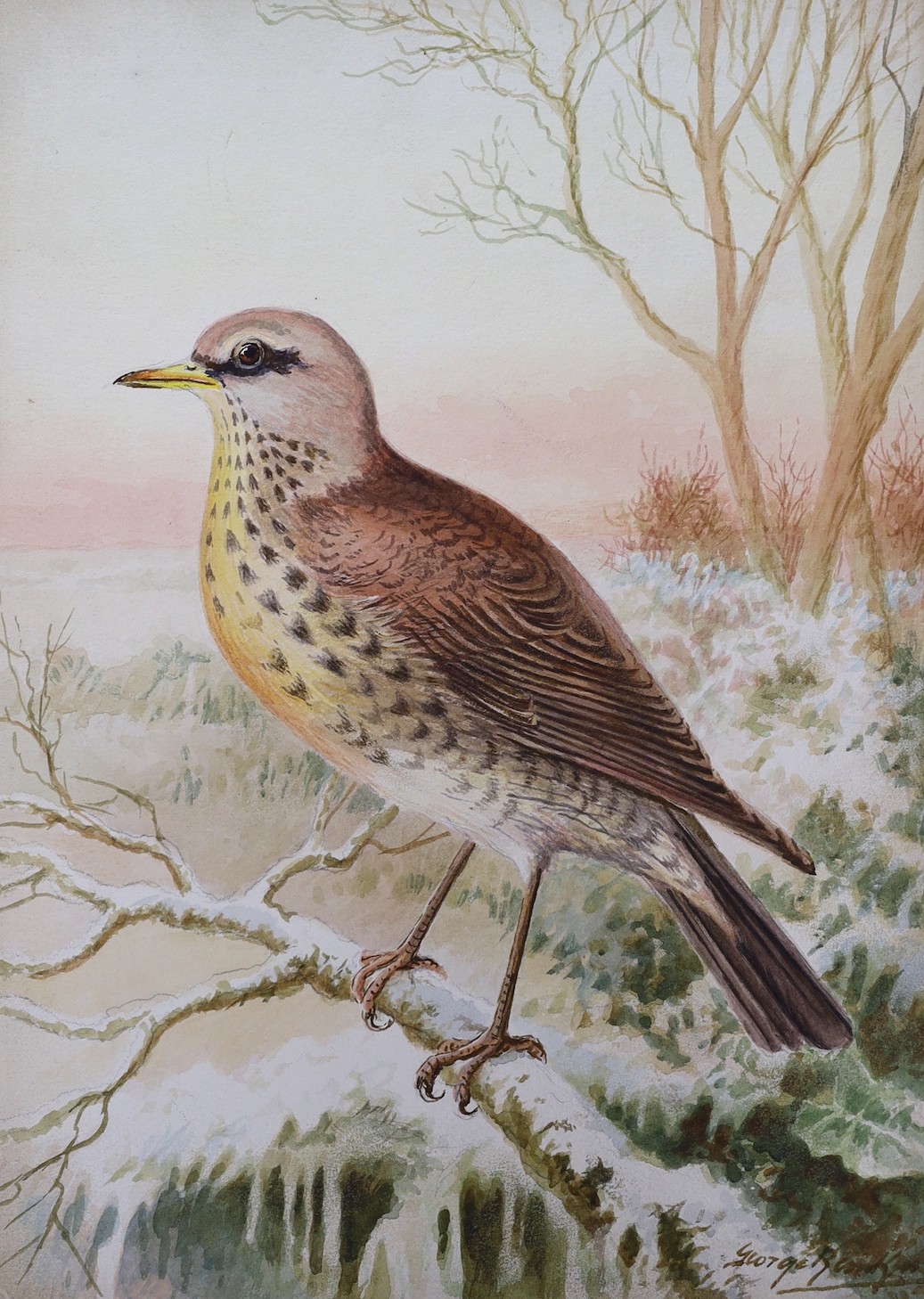 George Rankin (1864-1937), four watercolours on card, garden birds, signed, unframed, 27 x 19cm